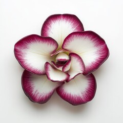 Beautiful Single Orchid Flower with Rich Red and White Petals