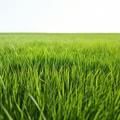 an AI Image Generator, Vibrant Green Grass Border On White Background