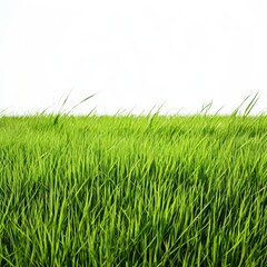 an AI Image Generator, Vibrant Green Grass Border On White Background