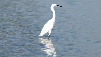 Snowy Egret Standing in Shallow Water with Reflection
