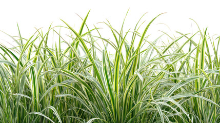 Tall green grass stalks with feathery tops isolated on transparent background