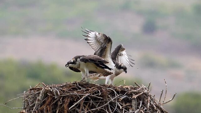 Juvenile osprey chirping as one lands in the nest next to the other in the Utah wilderness.