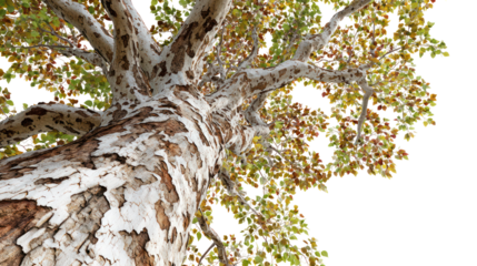 Close up of a textured tree trunk with green and yellow leaves isolated on transparent background
