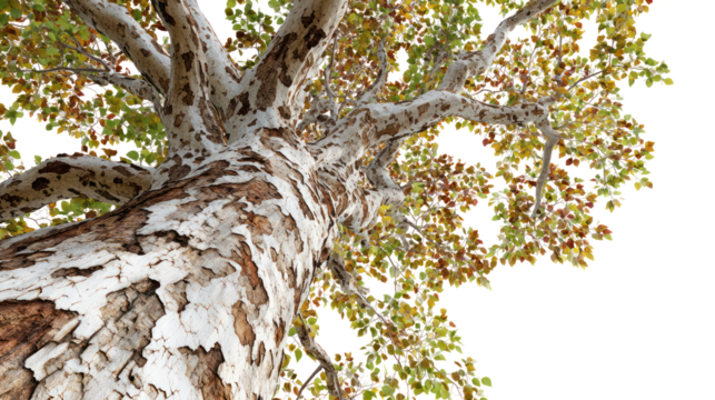 Close up of a textured tree trunk with green and yellow leaves isolated on transparent background
