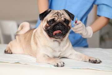 Obraz premium Female veterinarian giving vitamin A injection to pug dog in clinic, closeup