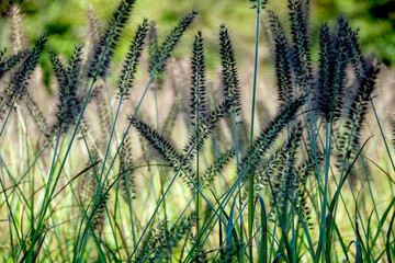 風に揺れるチカラシバ