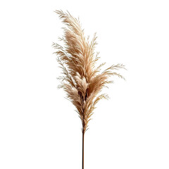 Fototapeta premium Golden Pampas Grass Bouquet, Generative AI
