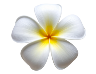  Single White Plumeria Flower with Yellow Center, Top View, Transparent Background 