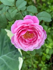 pink rose in garden