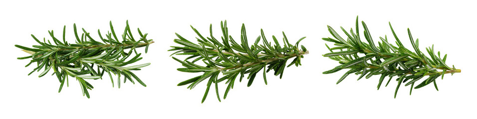 fresh rosemary sprigs on white background