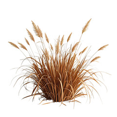 Obraz premium Natural Dried Pampas Grass Bush, Generative AI