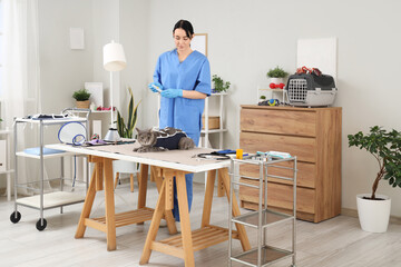 Female veterinarian and cute cat with recovery suit lying on table after sterilization in vet clinic