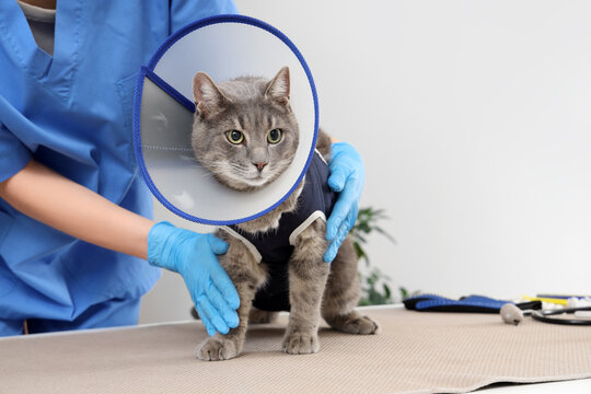 Female veterinarian and cat with Elizabethan collar after sterilization in vet clinic