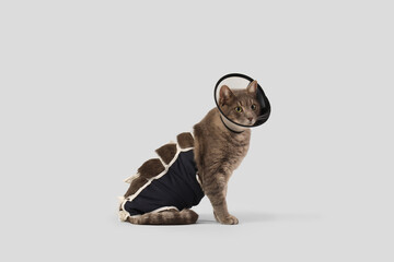 Cute cat in recovery suit with Elizabethan collar after sterilization on light background