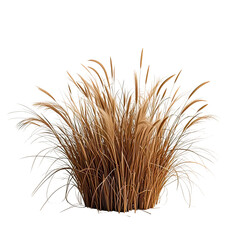 Obraz premium Natural Dried Pampas Grass Bush, Generative AI
