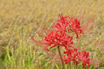 Red Spider Lily on Golden Backdrop