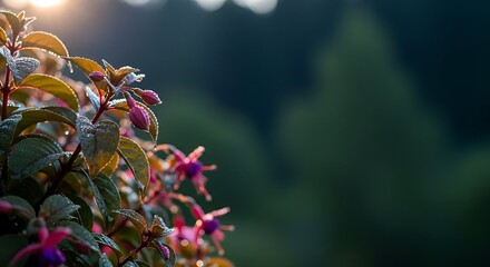 Dew-Kissed Fuchsia Blossoms Illuminated by Morning Sunlight in G