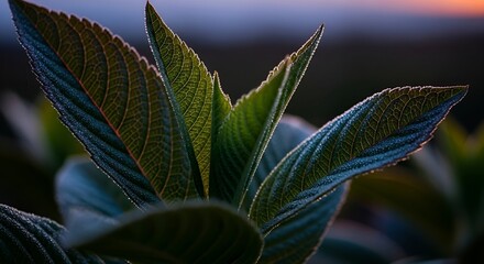 Dew-Kissed Hydrangea Leaves at Dawn: A Study in Texture and Ligh