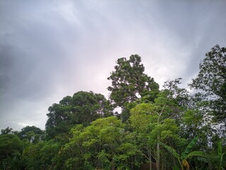 Obraz premium Dense green forest canopy under a cloudy, overcast sky, showcasing natural wilderness and lush foliage.