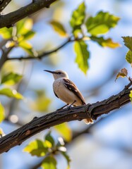 Fototapeta premium Elegant bird perched on a branch surrounded by vibrant green leaves under blue sky