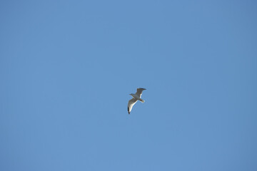 seagull flying in the sky