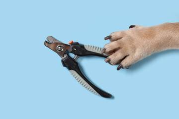 French bulldog's paw with claws clipper on blue background, top view