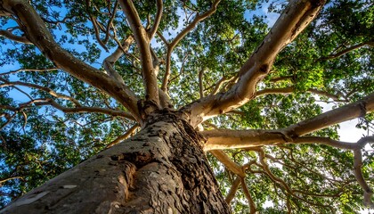 An upward perspective reveals a towering arboreal giant, its bark textured, branches sprawling against the sky, illuminated by sunlight filtering through foliage