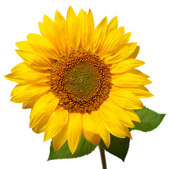 Obraz premium Sunflower head isolated on white background. Sun symbol. Flowers yellow, agriculture. Seeds and oil. Flat lay, top view. Bio. Eco. Creative
