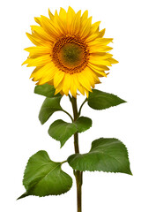 Obraz premium Sunflower isolated on white background. Sun symbol. Flowers yellow, agriculture. Seeds and oil. Flat lay, top view