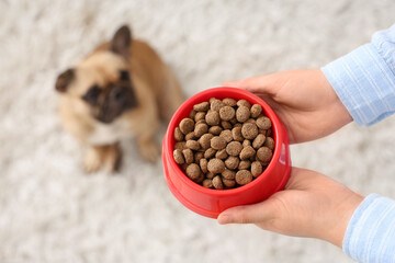 Woman holding feeding bowl with pet food and French bulldog at home, closeup