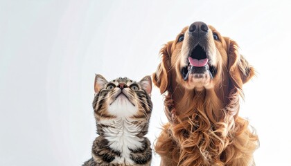Cat and dog gazing upwards, looking eager and curious against a white backdrop