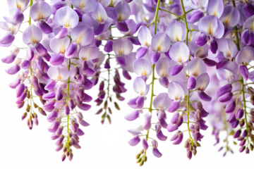 Beautiful cascading clusters of delicate purple and white wisteria flowers isolated on white background