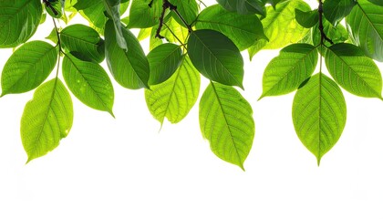 Lush green foliage against white background, highlighting intricate leaf veins