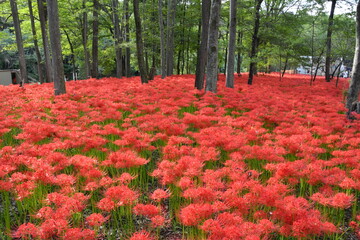 巾着田曼殊沙華公園　曼殊沙華　彼岸花