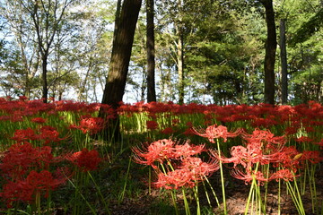 巾着田曼殊沙華公園　曼殊沙華　彼岸花