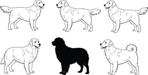 Golden retriever dog silhouettes and outline vector illustrations, detailed domestic pet breed artwork for design, decoration, companion animal, creative projects