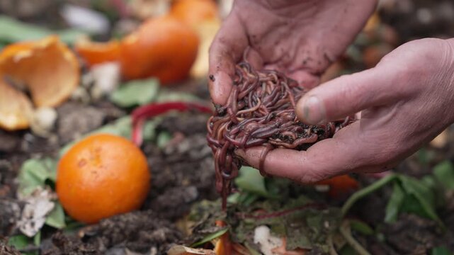 Worm composting, kitchen waste recycling and garden waste into nutrient-rich compost