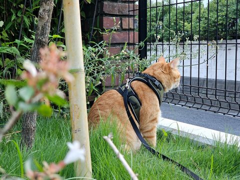 A ginger tabby cat wearing a harness and leash sits on green grass, gazing through a fence. The outdoor scene captures curiosity and calm exploration in a natural garden setting.