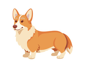 welsh corgi breed dog sitting on a white background