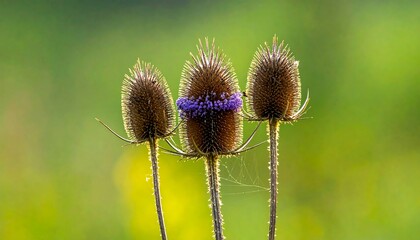 Three dried flower heads with prickly textures stand against a soft, blurred green backdrop