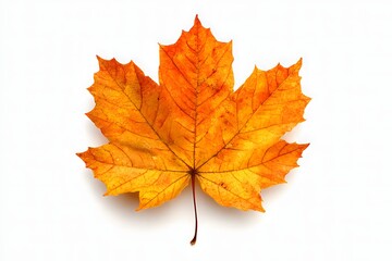Vibrant Orange Maple Leaf Isolated on a Light Background for Nature Inspired Design
