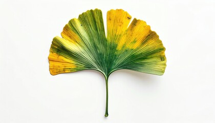 Close-up of a ginkgo leaf with vibrant colors, set against a bright white backdrop