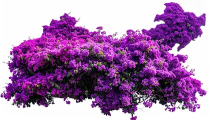 A vibrant, dense bush bursting with purple and magenta blossoms, isolated on white