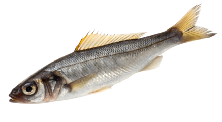 Anchovy isolated on white or transparent background