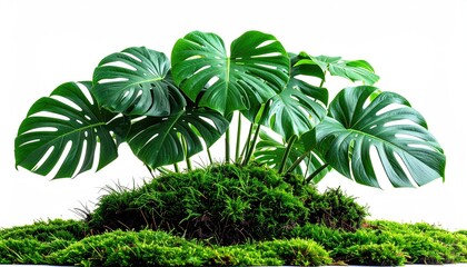 A lush, green tropical plant with large leaves emerging from a bed of vibrant moss