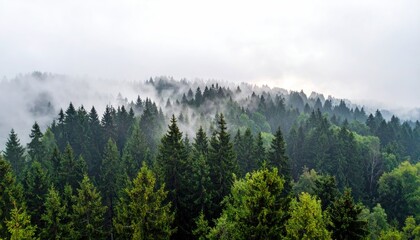 Dense evergreen forest shrouded in morning mist, stretching to the horizon