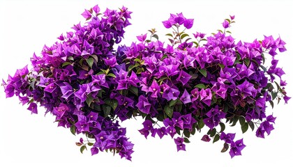 Vibrant purple flowering bougainvillea shaped as an arrow on a clean white background