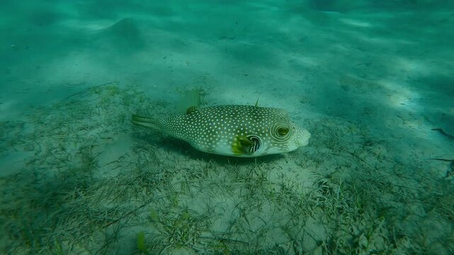 Pufferfish swims above the edge of a sandy-silty seabed with a seagrass bed in sunrays, Slow motion of Broadbarred Toadfish or White-spotted puffer, Arothron hispidus