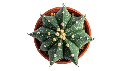 Overhead view of a star-shaped cactus with white dots, potted in a small, terracotta-colored container, against a clean white background