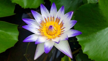 Overhead view of a vibrant water lily with purple-edged white petals, yellow center, and green lily pads